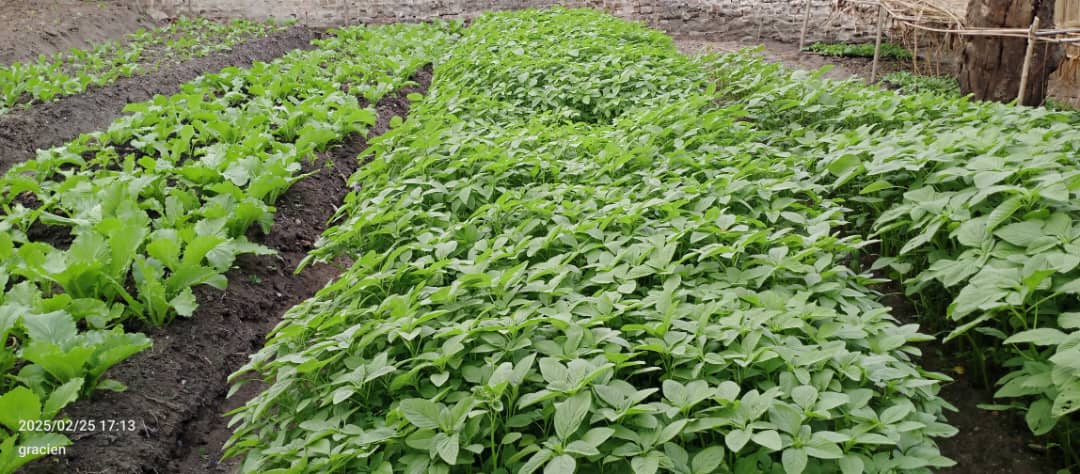 Cash & Intrants agricoles